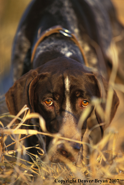German Shorthaired Pointer.