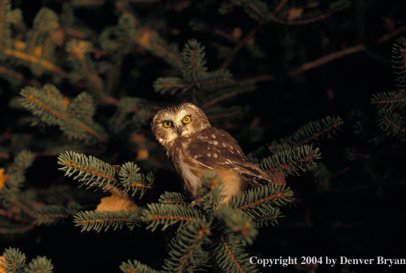 Saw-whet owl.