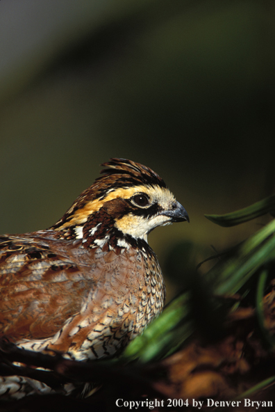 Bobwhite Quail.