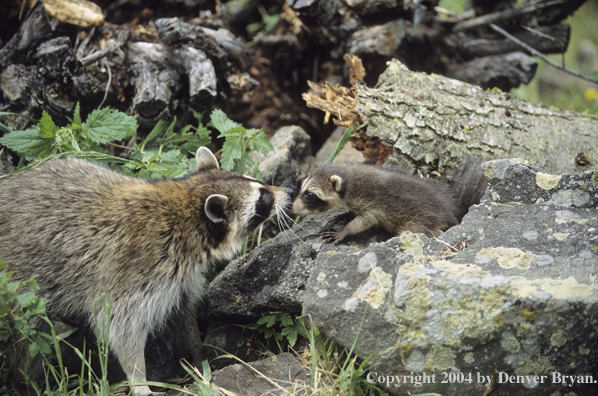 Baby raccoon with mother.