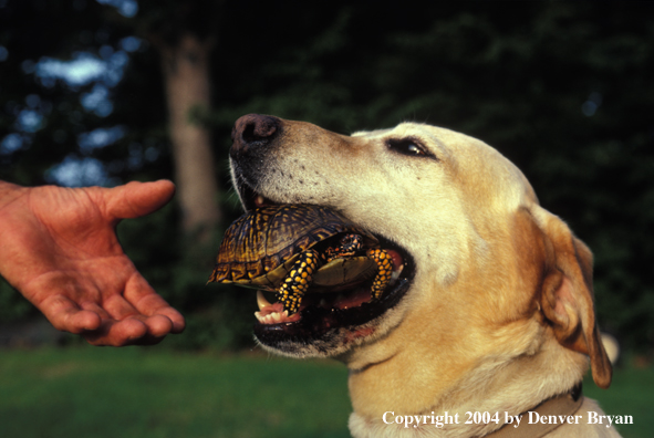 Yellow Labrador Retriever trained to find and retrieve turtles for research