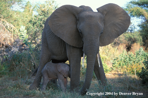 African elephant and baby.