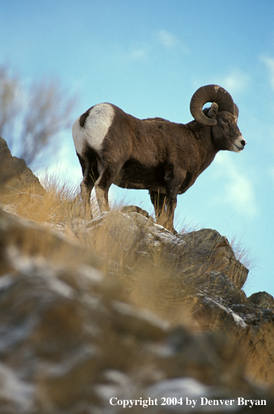 Rocky Mountain bighorn sheep in habitat.