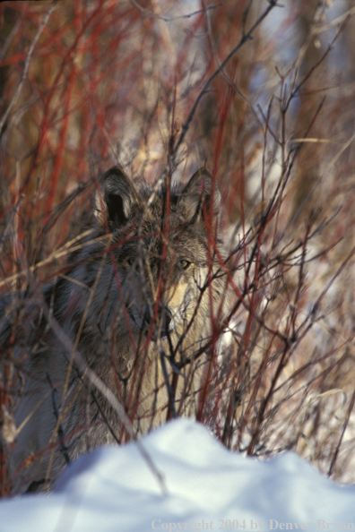 Gray wolf in winter habitat.