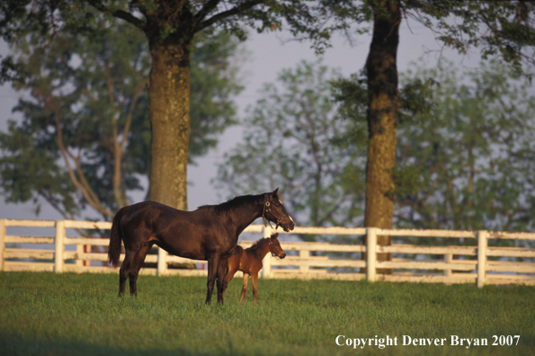 Thoroughbred mare and foal in pasture.