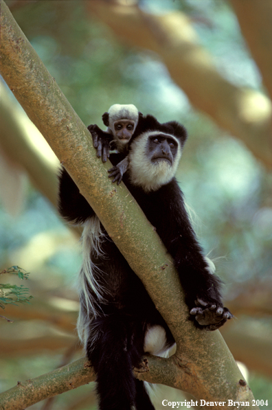 Abyssinian black-and-white colobus.