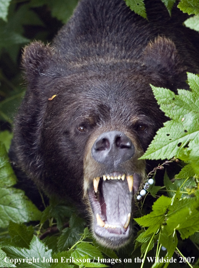 Grizzly/Brown Bear snarling