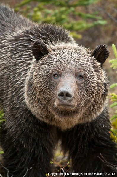 Grizzly Bear in habitat.