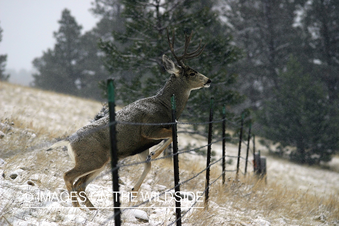 Mule deer jumping fence
