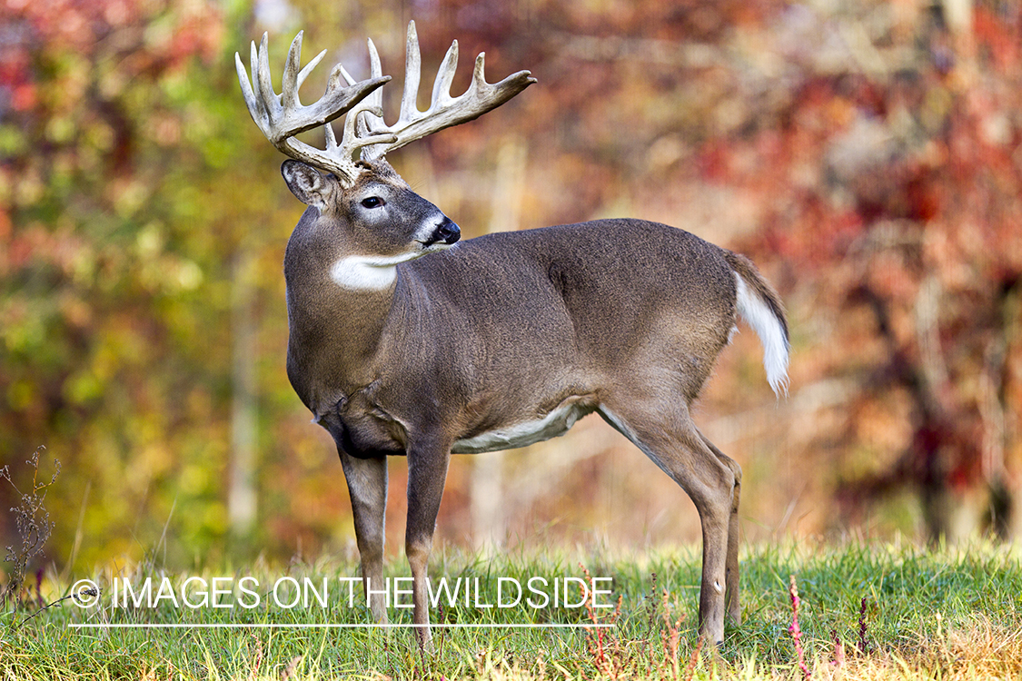 White-tailed buck in habitat. 
