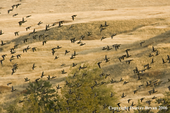 Mallard flock in flight