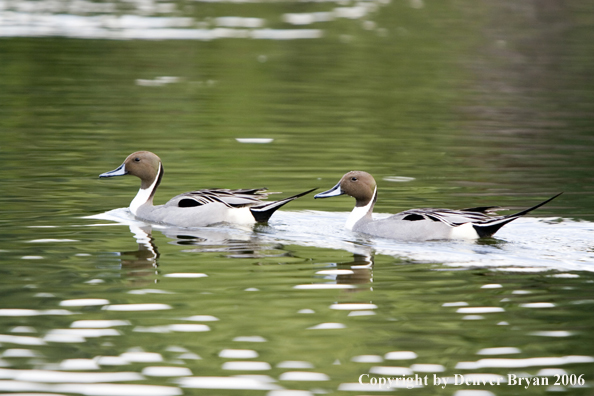 Pintail ducks.