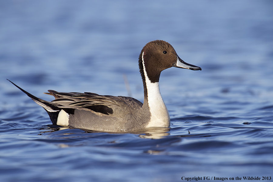 Pintail in habitat. 
