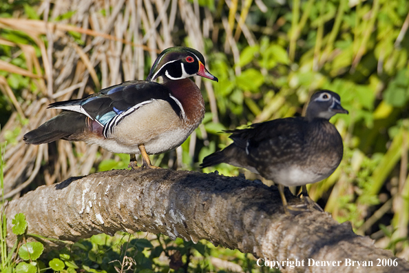 Wood duck pair.