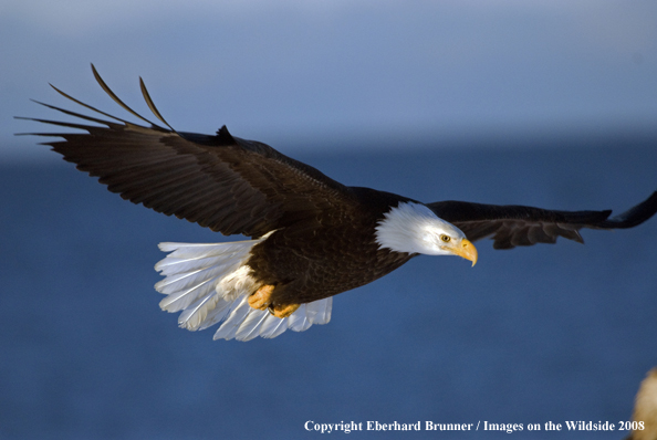 Bald Eagle in habitat