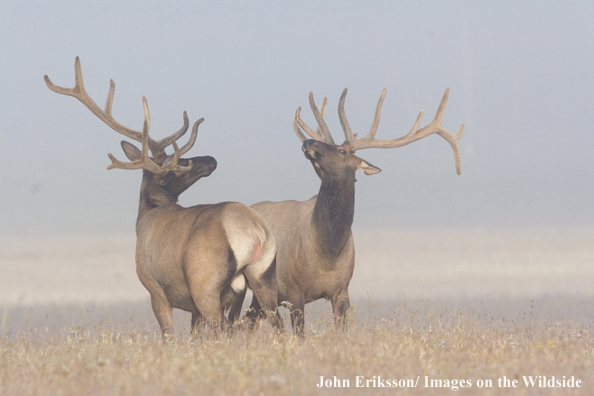 Bull elk in velvet.