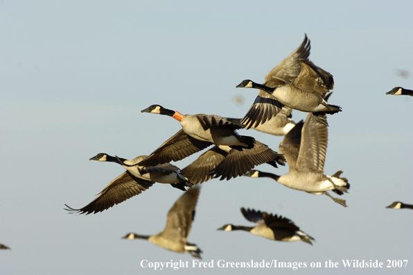 Canadian Geese in flight