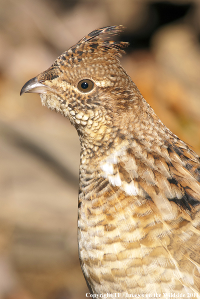 Ruffed Grouse in habitat. 