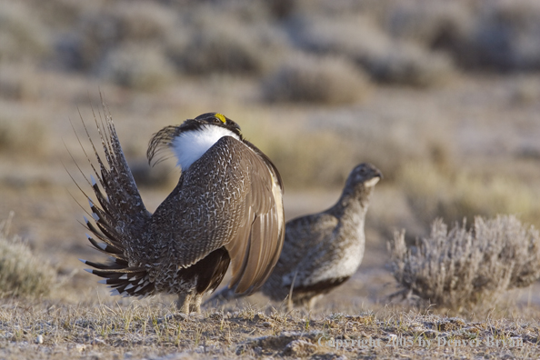 Sage grouse displaying on booming ground with female in the background.