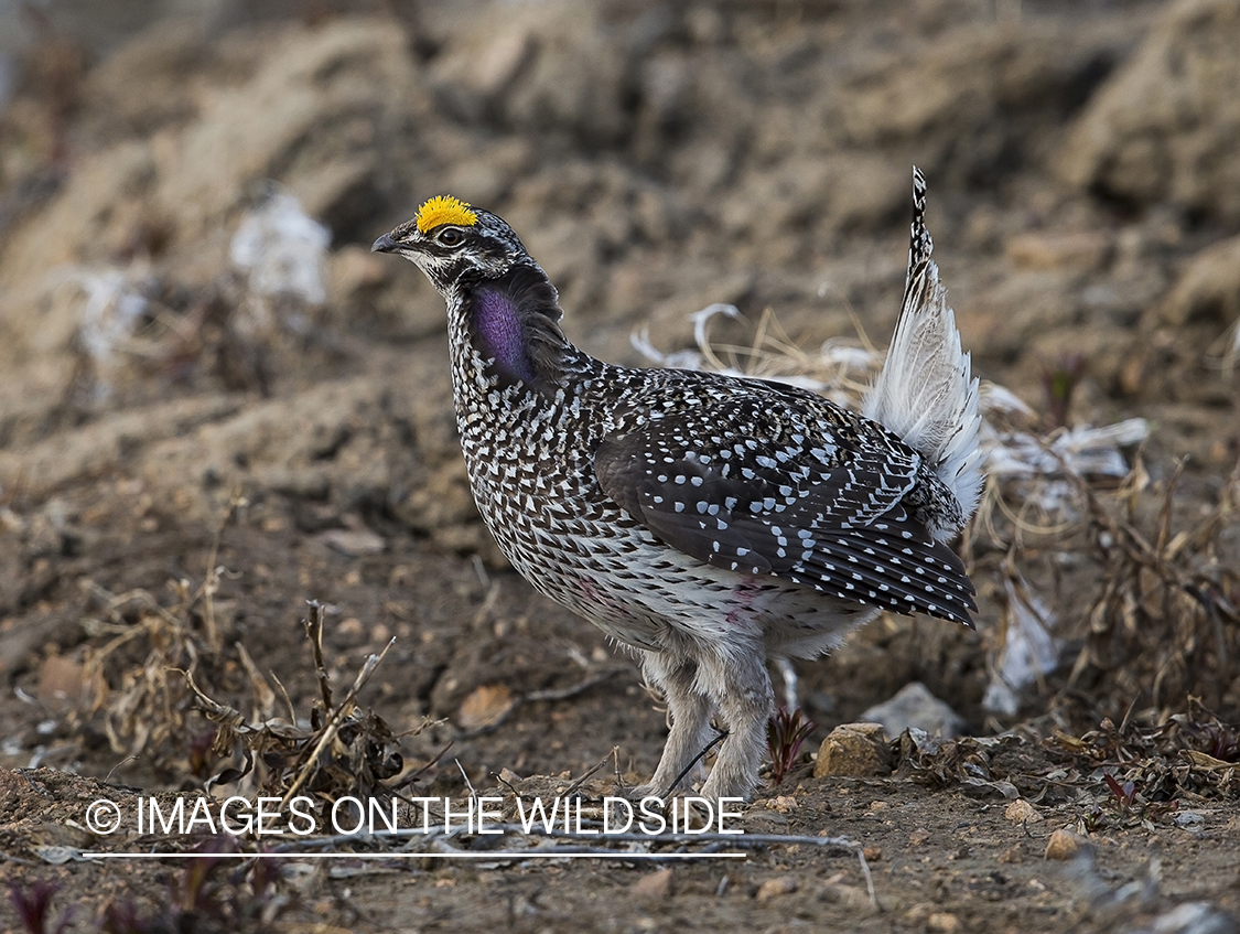 Sharp-tailed Grouse on leks in spring.