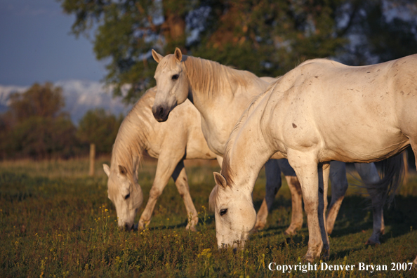 Quarter horses in field
