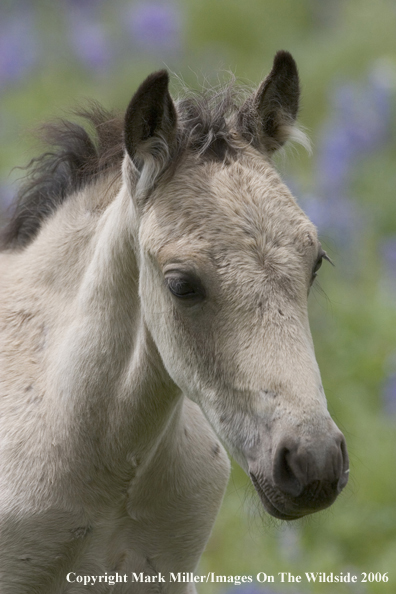 Wild horse in habitat.