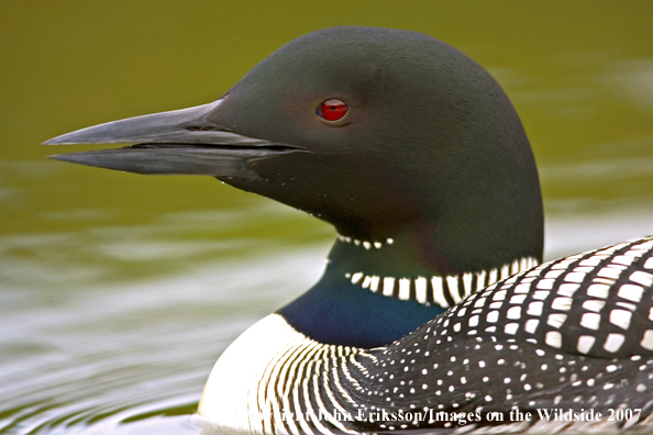 Loon in habitat
