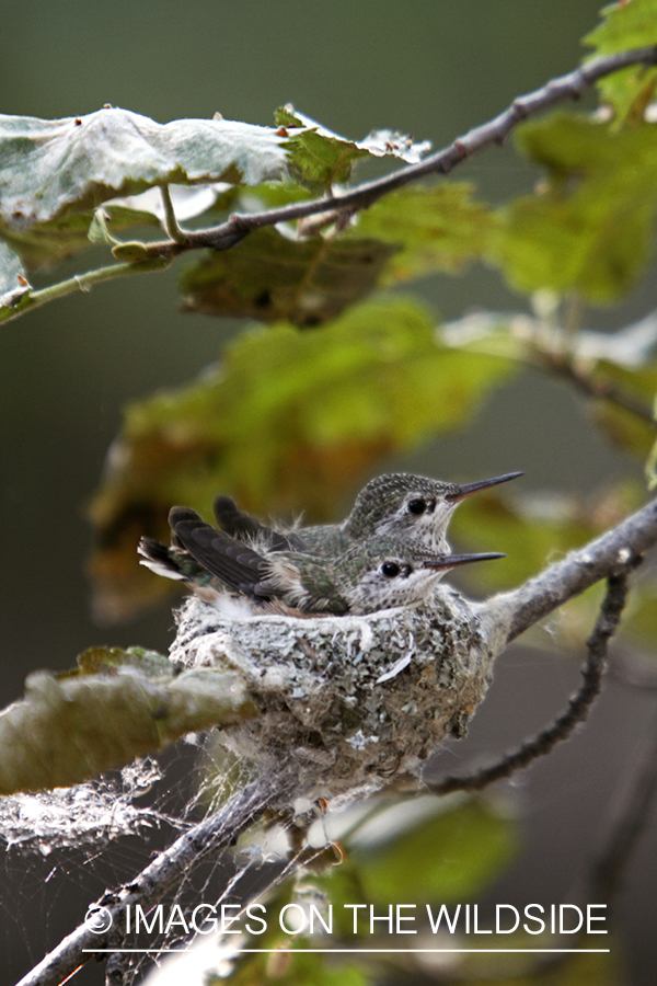 Calliope Hummingbird fledglings in nest.