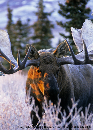 Moose in habitat