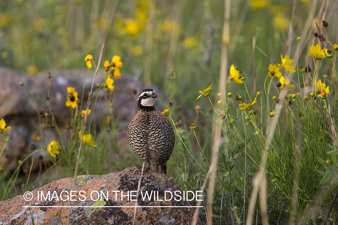 Bobwhite Quail in habitat.