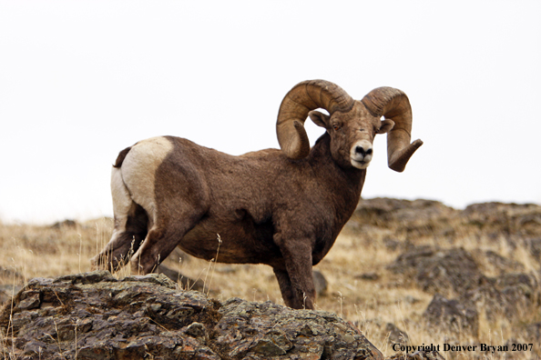 Rocky Mountain Big Horn Sheep