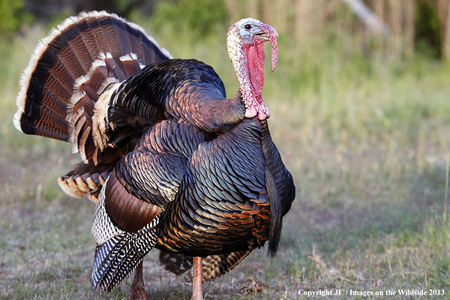 Rio Grande Turkey in habitat. 
