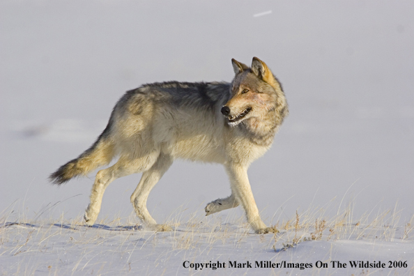 Gray wolf in winter habitat.   
