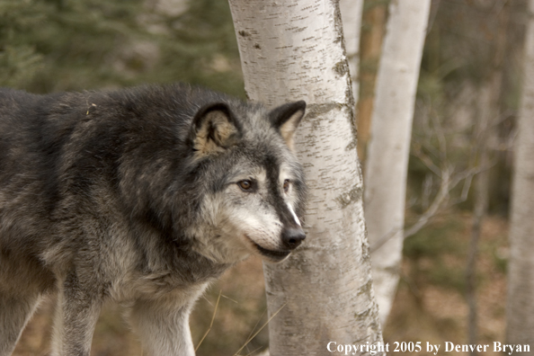 Gray wolf (black phase) in habitat.