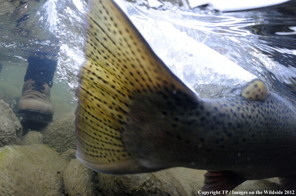 Releasing Steelhead. 