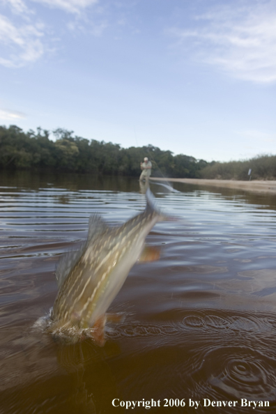 Fisherman with Peacock bass