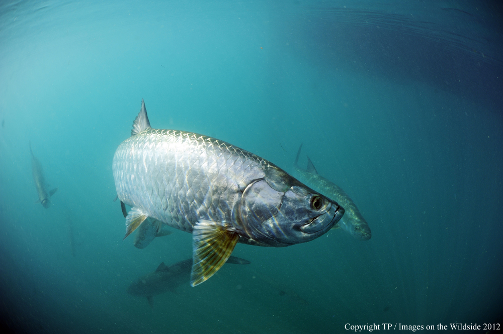 Tarpon in water. 
