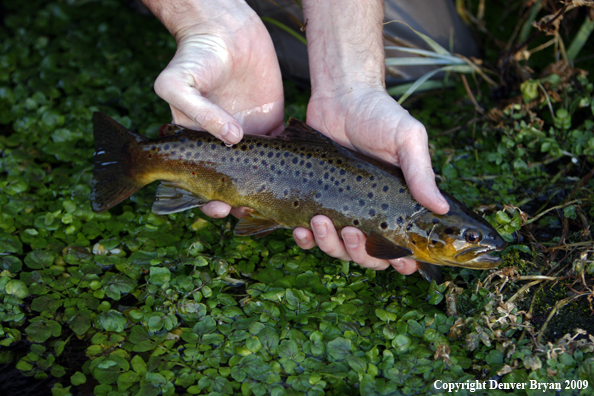 Small Brown Trout