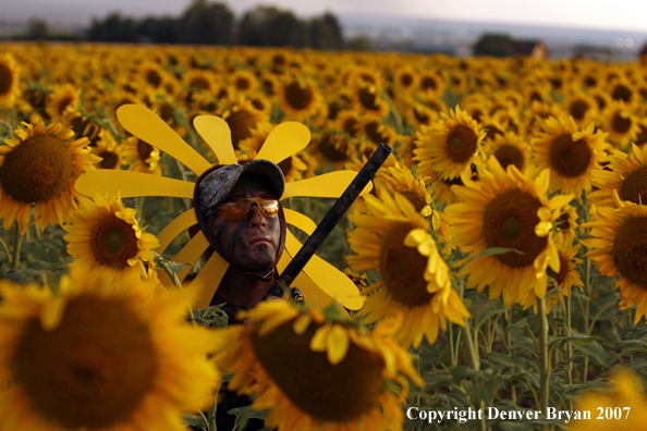 Upland game bird hunter in field of sunflowers.