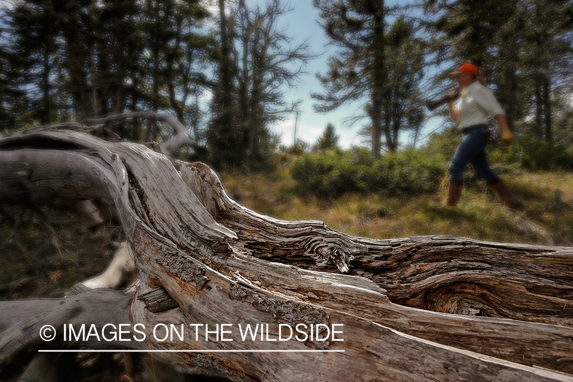 Upland game bird hunter in field hunting Dusky (mountain) grouse.