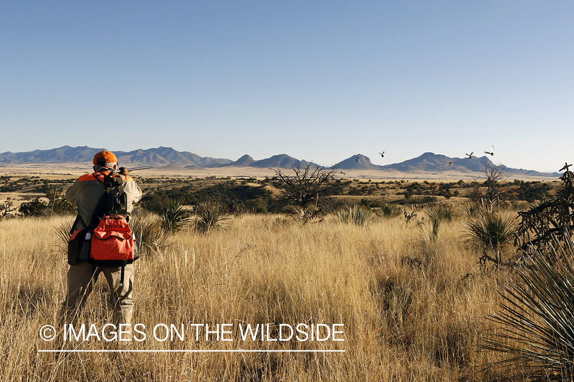 Upland game bird hunter aiming at quail.