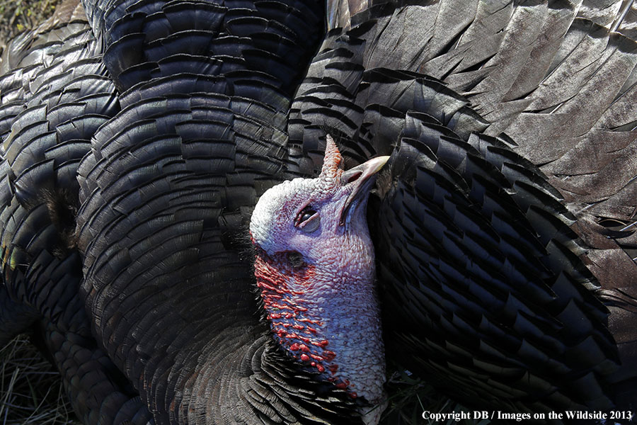 Recently killed turkey.