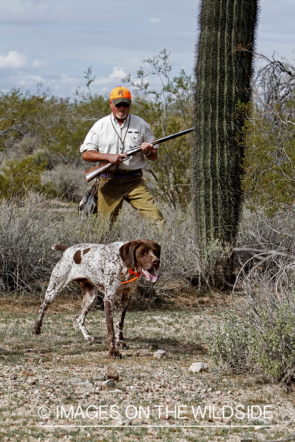 Quail hunter hunting Gambel's Quail in Arizona.