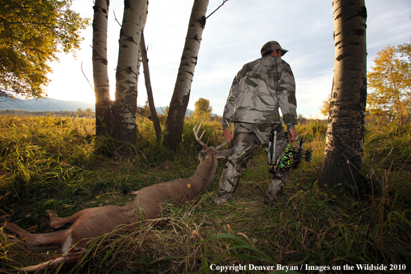 Bowhunter dragging downed white-tailed buck.