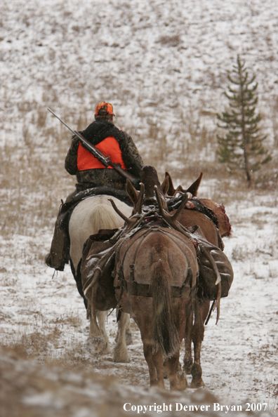ELk hunter with pack string