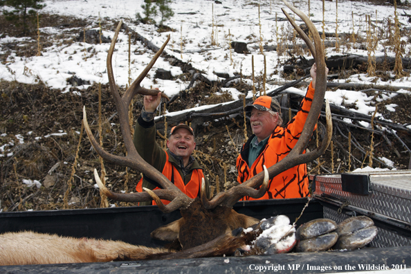 Big game hunters posing with bagged elk in back of pick-up truck.