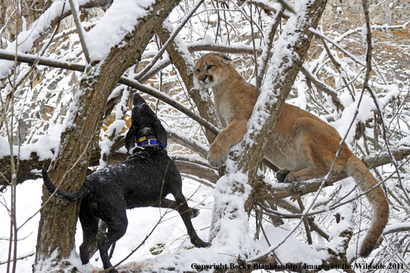 Hunting dog holding mountain lion in tree 
