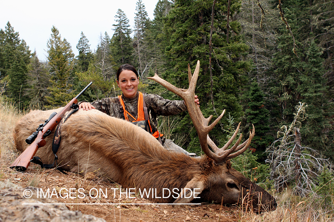 Woman hunter with bagged bull elk.