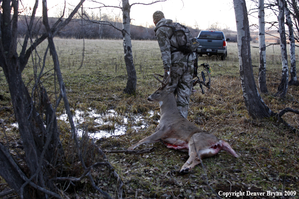 Bowhunter with bagged whitetail buck.