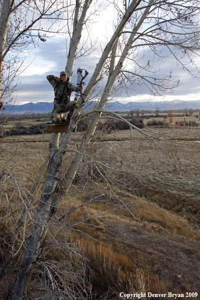 Bowhunter aiming bow from tree stand.